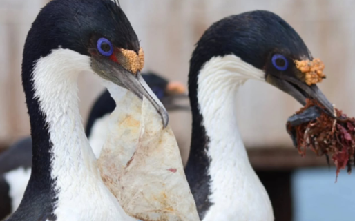 La basura gana terreno en los ecosistemas naturales de la ciudad