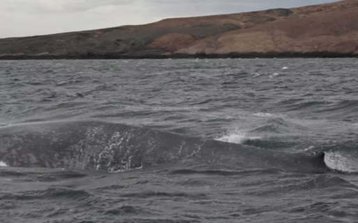 Histórico: una ballena azul fue avistada en la costa de Chubut