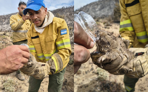 El gesto de un bombero cordobés con la fauna nativa que conmueve a las redes