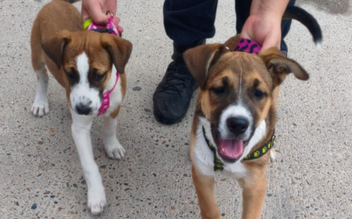 La Justicia autorizó buscarles un hogar definitivo a los dos cachorros que sufrieron maltrato en Rada Tilly
