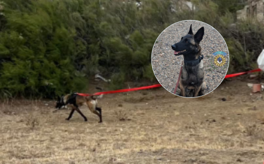 Una perra de la División Canes de Comodoro participo en el hallazgo de restos humanos en Caleta Olivia