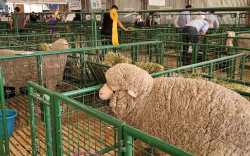La 88° Expo Rural de Comodoro y la 46° Feria del Carnero a Campo se realizará del 5 al 8 de marzo