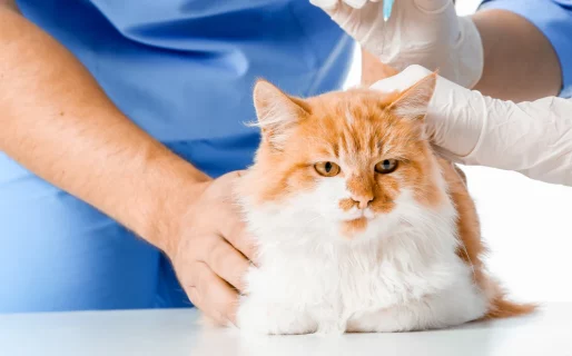 Una prepaga argentina lanzó un plan médico para mascotas