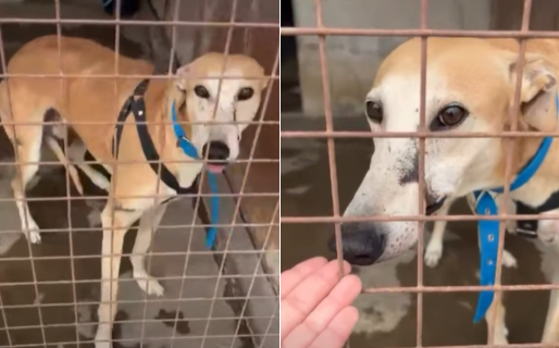 «A algunos la tragedia los salvó»: Galguito fue rescatado del barrio Sismográfica y necesita una familia de guarda