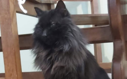 Buscan desesperadamente a un gato perdido en la zona de Sismográfica y Club Talleres