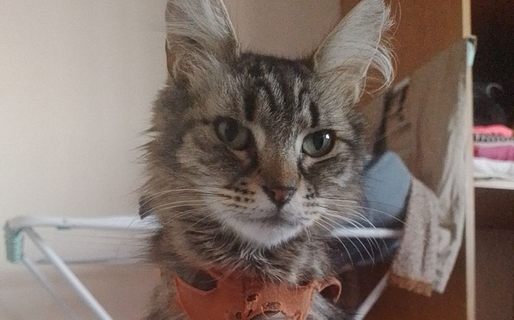 Fue rescatada tras el colapso en Sismográfica y busca un hogar