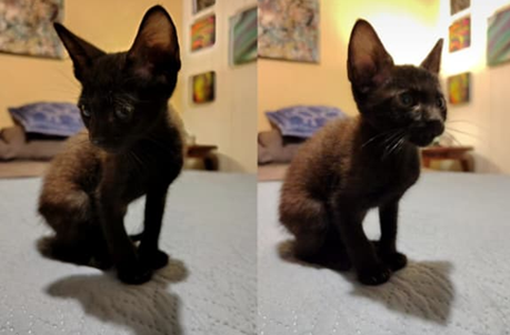 Revolearon por la ventana de un auto en marcha a una gatita de un mes y medio