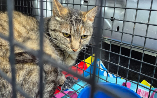 Voluntarios trabajan para reubicar a los animales rescatados del barrio Sismográfica