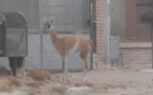 Un guanaco suelto sorprendió a los vecinos de Palazzo