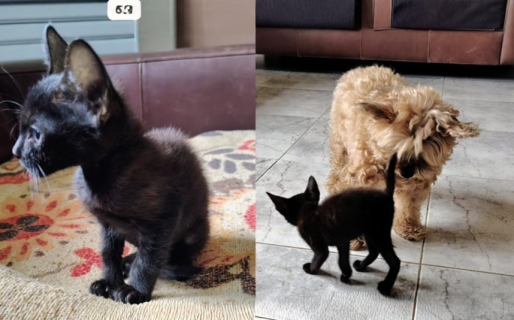 La gatita que fue arrojada desde un auto en movimiento ya tiene nueva familia y la bautizaron «Linda Chocolate»