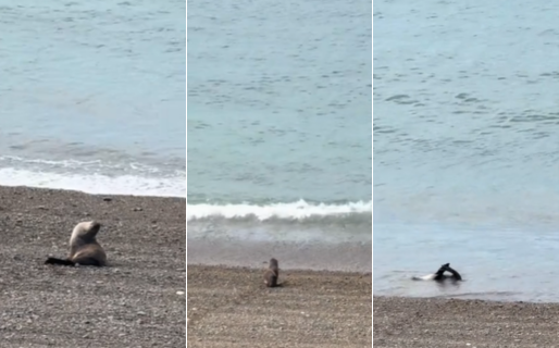 Un cachorro de lobo marino se tomó una breve siesta costera en Comodoro