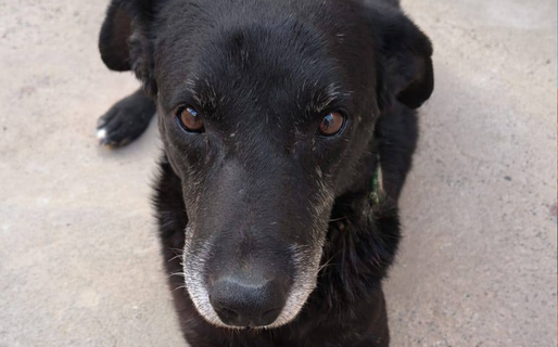 Buscan una familia para un perro anciano que «todavía confía» a pesar del dolor y el abandono