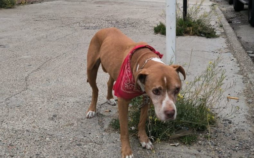 Un perro fue atado frente a un comercio y aparentemente abandonado a su suerte