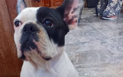 Una familia busca intensamente a su mascota que requiere continuar con su tratamiento veterinario