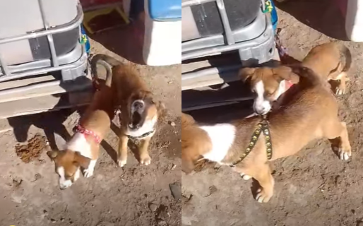 Piden tránsito de 11 días para dos cachorros que fueron víctimas de maltrato en Rada Tilly