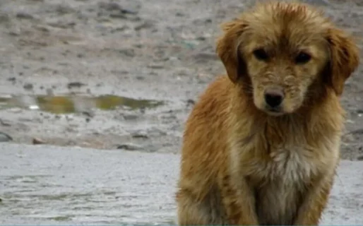 «El frío no espera»: continúa el pedido de cuchas para los perros rescatados tras el deslizamiento Cerro Hermitte