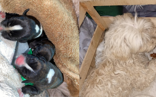 Tiene a su cargo una caniche fracturada y dos cachorras rescatadas: pide ayuda a la comunidad