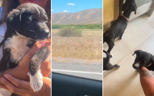 Abandonaron cachorros en medio de los incendios forestales y una comodorense les dio transito