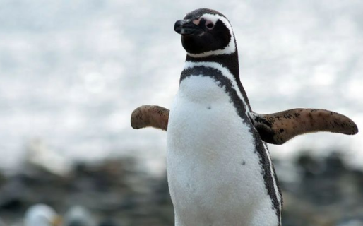Naturaleza en tiempo real: el CONICET lanzó un nuevo streaming para ver pingüinos