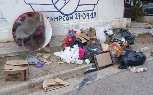 Advierten que los basurales clandestinos atraen ratas en un barrio de zona sur: «tenemos que ser más responsables»