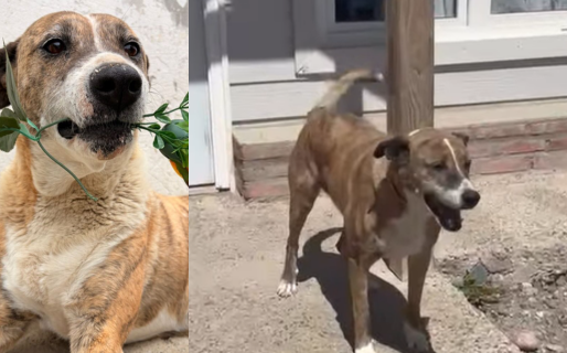 Tigresa y su manada: la nueva vida de la perra que vivió 7 años en el dispensario de Comodoro