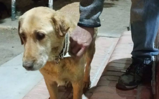 Violeta, la perra que escapa para volver a Sismográfica