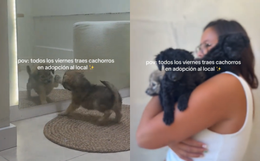 Viernes de adopciones: una joven lleva cachorros a su tienda para encontrarles un hogar