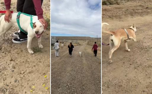 Buscan voluntarios para pasear a los perros del dispensario y «alegrarles un poco el día»