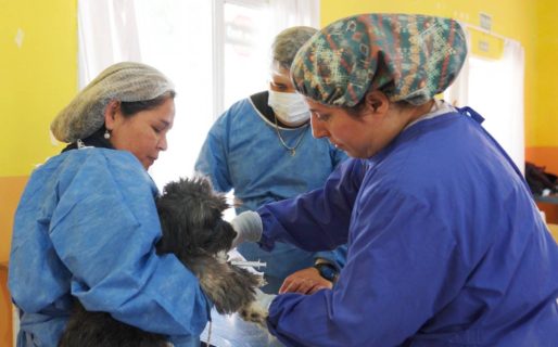 Realizarán una campaña gratuita de vacunación antirrábica en Diadema