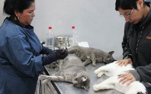 Se concretó un operativo para esterilizar felinos callejeros