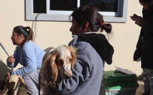 Anuncian las fechas para la próxima campaña de esterilización canina y felina