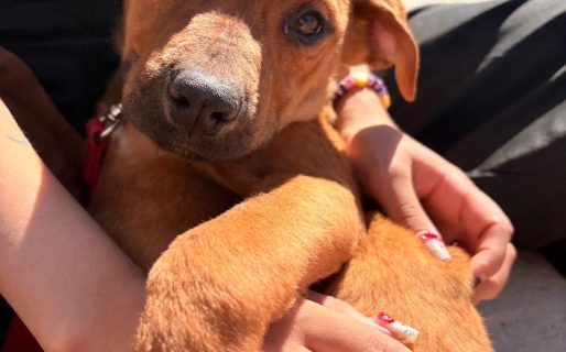 Rescataron a “Lola”, una cachorra víctima de maltrato que busca una familia