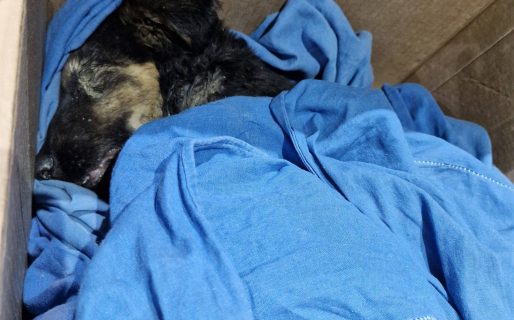 Rescataron a un cachorro en estado crítico y piden ayuda para afrontar los gastos veterinarios