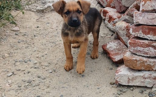 Abandonaron 10 cachorros en Km 12: están llenos de garrapatas y piden ayuda urgente