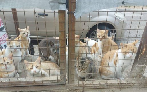 Una colonia de más de 40 gatos preocupa a vecinos por el estado de salud de los animales