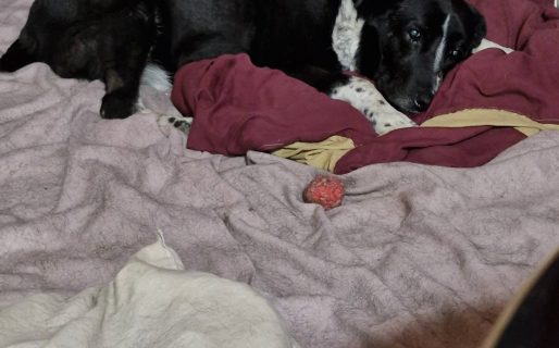 <strong>Piden ayuda urgente para Malevito y otros perros rescatados ante una crítica situación económica</strong>