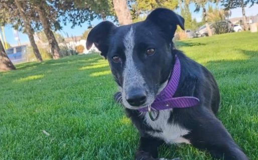 Buscan hogar urgente para «La Flaca», una perra abandonada en Rada Tilly