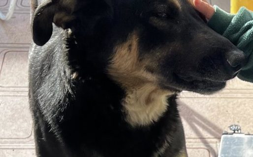 Buscan a “Pipo”, el perro rescatado del paseo costero: su familia lo perdió en el barrio José Fuchs