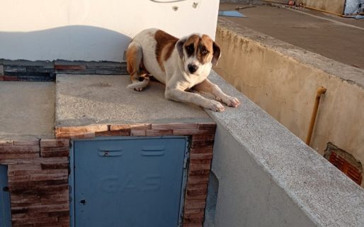 Piden ayuda urgente para una perrita rescatada que está en riesgo