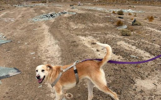 Frida espera una familia: buscan adoptantes responsables para darle un hogar definitivo