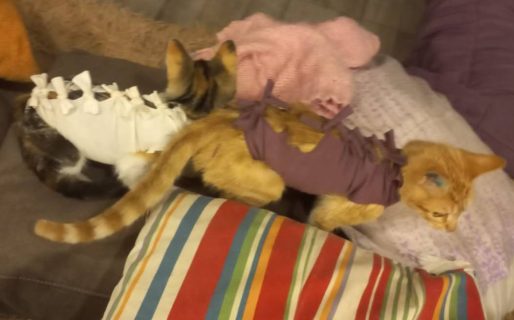 Piden tránsito urgente para dos gatitas rescatadas de una situación de maltrato