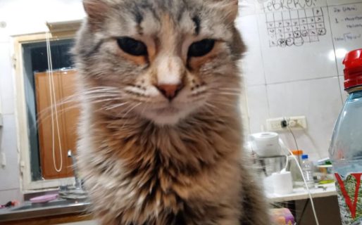 Buscan adopción responsable para “Nena”, una gatita rescatada en Sismográfica