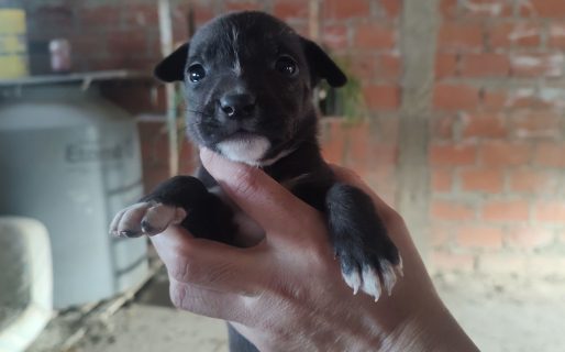 Buscan un hogar responsable para la última cachorra rescatada en el camino a La Aguadita