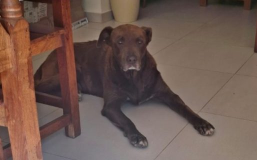 Rescataron a “Chocolate” en estado crítico y ahora investigan a su dueña por maltrato animal