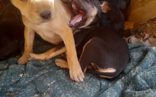 Una vecina pide ayuda para alimentar y dar en adopción a cachorros rescatados
