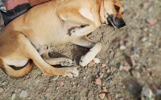 Organizan rifa solidaria para costear la castración de un perro rescatado