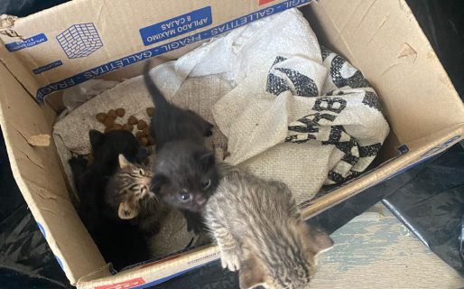 Abandonaron gatitos recién nacidos en el cementerio de Km 9 y buscan una mamá sustituta urgente