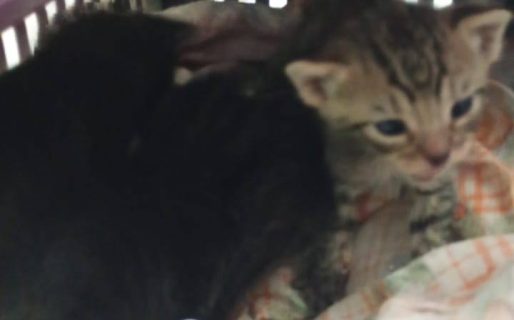 Piden ayuda para atender a gatitos abandonados en el cementerio de zona norte