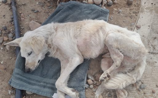 Alarma por un perro en estado crítico en la plaza 20 de Junio: piden ayuda urgente para asistirlo