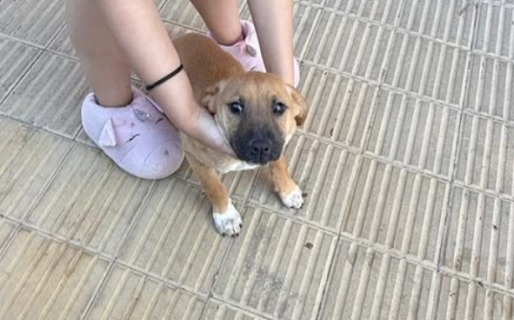Final feliz: adoptaron a un cachorro que estaba en el Centro de Salud Animal
